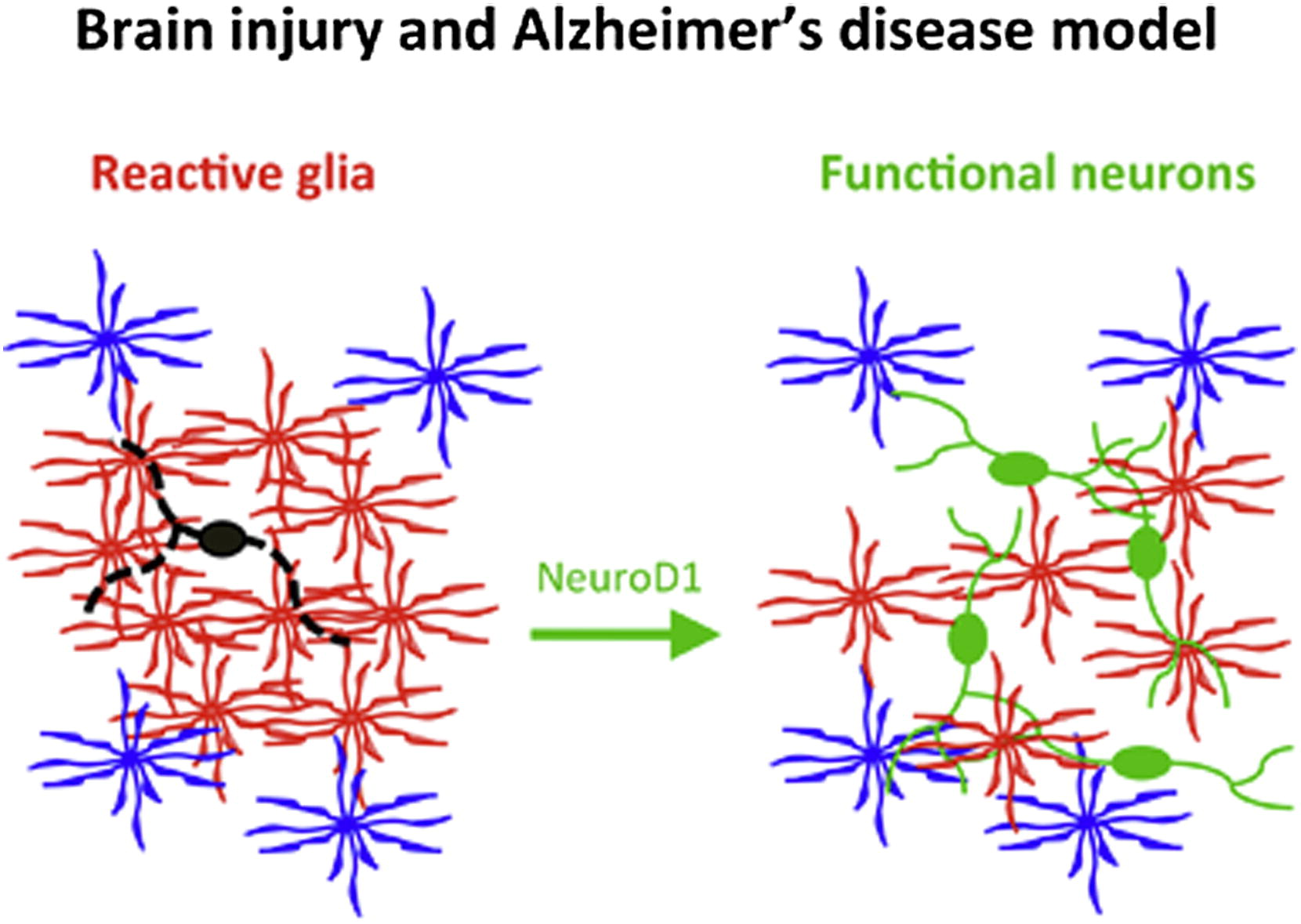 Cell Stem Cell. 2014 Feb 6;14(2):188-202. doi: 10.1016/j.stem.2013.12.001. Epub 2013 Dec 19.