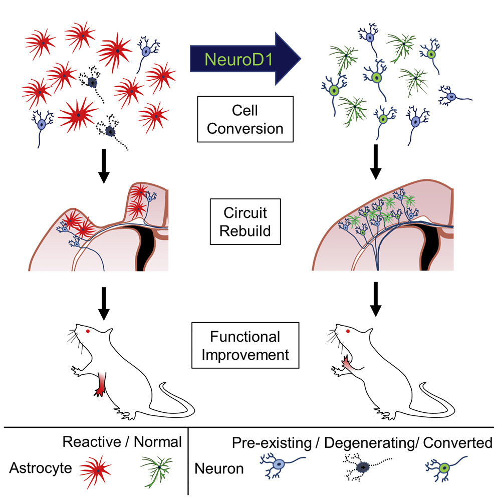 Mol Ther . 2020 Jan 8;28(1):217-234. doi: 10.1016/j.ymthe.2019.09.003. Epub 2019 Sep 6.